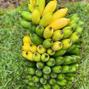 Mysore Banana Musa acuminata × balbisiana (AAB Group) Guineo (10in To 18in) plant