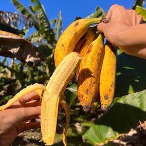 Pisang raja banana Musa acuminata × balbisiana (AAAB Group) Guineo (10in To 18in) plant