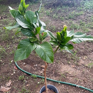 Big Machete Guama Inga spectabilis)Machete Guama Tropical Live Fruit (3ft) plant