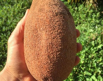 Big Mamey Sapote (Pouteria sapota) Tropical Live Fruit Tree (2-3ft) Plant Mamey sapote