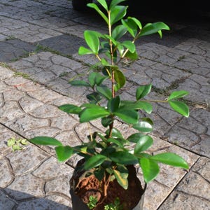 May include: A small, potted plant with vibrant green leaves and a slender brown stem. The plant is in a black plastic pot, set against a textured gray stone surface. The leaves are glossy and full, indicating healthy growth.