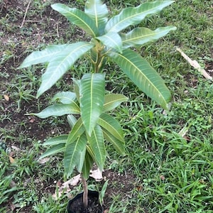 Old Grafted Mango Nam Doc Mai Live Fruit Tree (3-4ft) (mangifera Indica) mango Grafted plant