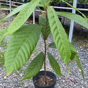 Big Cacao Red (Theobroma cacao) Live tropical fruit tree (2-3ft) (chocolate Cocoa) plant
