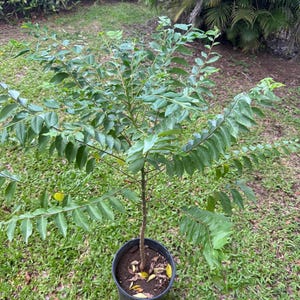 Big Gooseberry (Phyllanthus acidus),Otaheite gooseberry Live Fruit Tree (2ft)