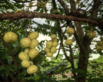 Phyllanthus Acidus Tree, Otaheite Gooseberry Live Plant 14 @ 24 Inches USDA  Certified - Etsy