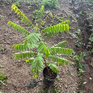 Averrhoa bilimbi (cucumber Tree) Bilimbi Tropical Live Fruit Tree(10in To 24inch