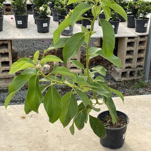 Grafted Simmond Avocado plant (persea Americana)Live Fruit Tree(20in To 36in)Grafted Avocado