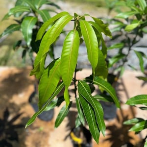 Big Grafted Mango Glenn Live Fruit Tree (2-3ft) (mangifera Indica) mango Grafted plant