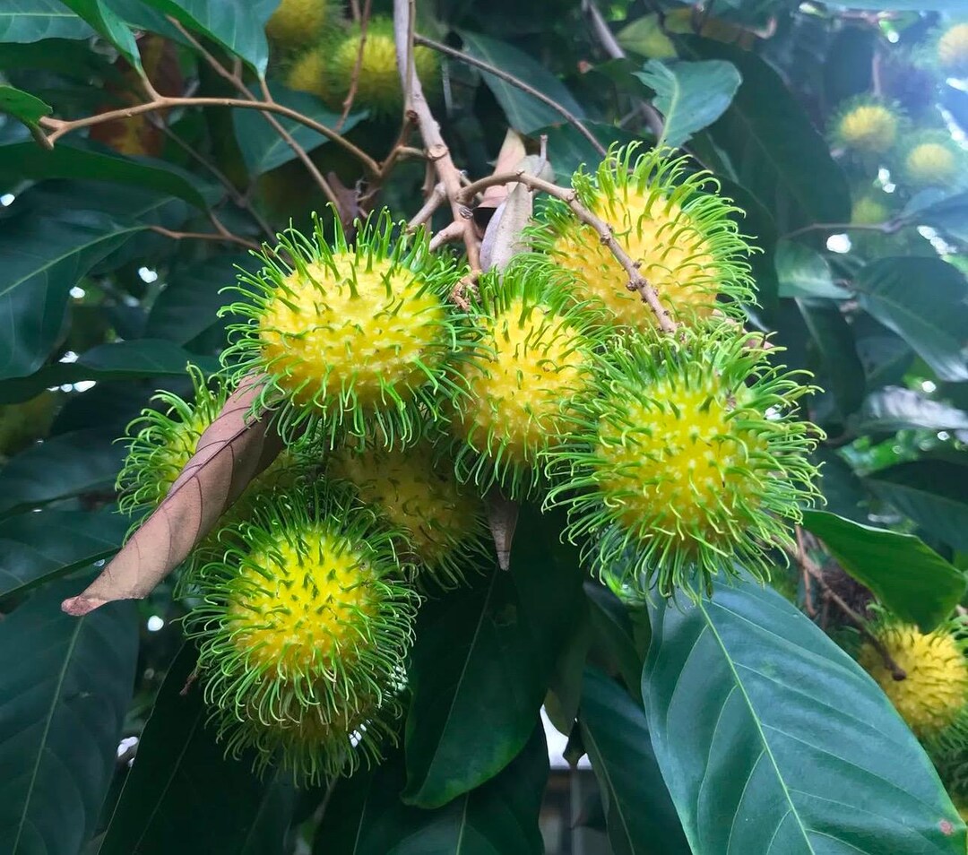 Air Layered Big Yellow Rambutan (nephelium Lappaceum) Tropical Live ...