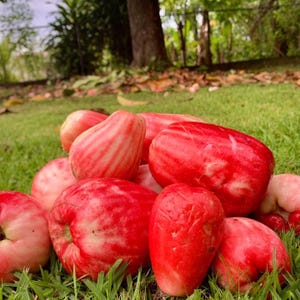 May include: A pile of fresh, ripe rose apples on a bed of green grass. The fruits are a vibrant red color with some showing white and pink hues. The rose apples have a smooth, waxy skin.