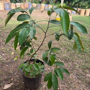 Big star apple, (Chrysophyllum cainito) Caimito Tropical Live Fruit Tree (2ft To 3ft) plant