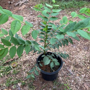 Gooseberry (Phyllanthus acidus),Otaheite gooseberry Live Fruit Tree (1-2ft)ribes plant