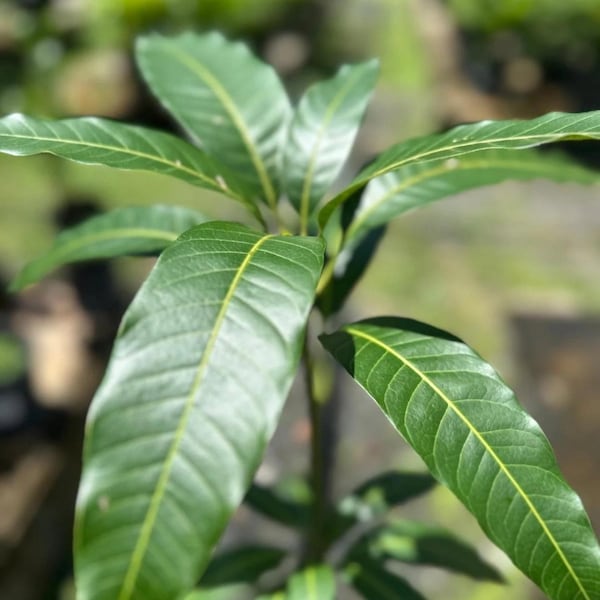 Grafted Mango Ice Cream Very Rare Live Fruit Tree (2ft) (Mangifera Indica) mango Injerto plant