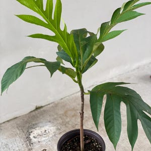 May include: A young breadfruit tree in a brown plastic pot. The tree has large, bright green leaves with deeply lobed edges. The trunk is slender and brown. The pot is filled with dark soil. The background is a plain white wall.