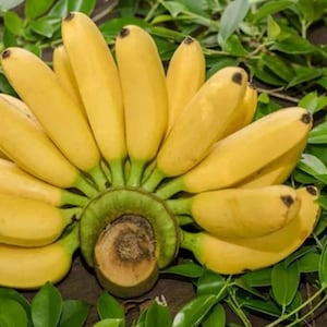 Dwarf Cavendish Banana (Dwarf Cavendish) Live Fruit Plant (10in - 24in) banana seed
