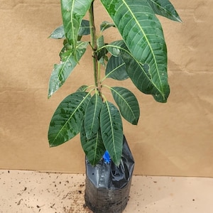 Grafted Mango Maha Chanook plant Live Fruit Tree (2ft) (Thai mangifera) Grafted mango