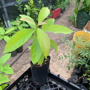 Seedling Avocado Fuerte plant (Persea Americana) Live Fruit Tree (10”-24”) Avocado from seed