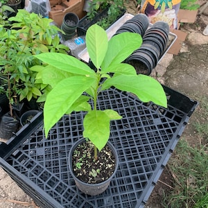 Seedling Avocado Wilson Popenoe plant (persea Americana) Live Fruit Tree(10”-24”) Seed Avocado