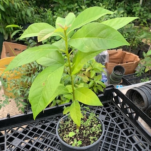 Seedling Avocado Pinkerton plant (Persea Americana) Live Fruit Tree (10”-24”) Avocado from seeds