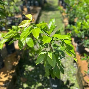 Grafted Avocado Pinkerton plant (Persea Americana) Live Fruit Tree (2-3ft)