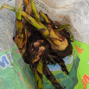 Bluggoe musa Plantain (Platano seed)(10in To 18in) Plant