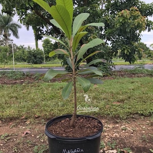 Big Mamey Sapote (Pouteria sapota) Tropical Live Fruit Tree (2-3ft) Plant Mamey sapote