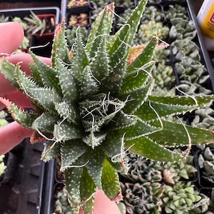 May include: Close-up of a green succulent plant with white spots and spiky edges. The plant is held in a hand, with other succulents in the background. The leaves are a vibrant green with white speckles.