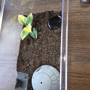 Tarantula/Scorpion/Invertebrate enclosure kit