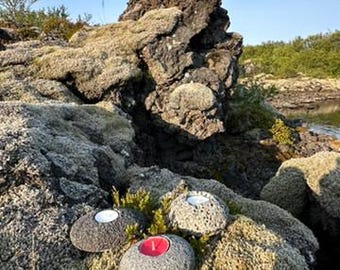 【アイスランド購入】パフィンのキャンドルオブジェ アイスランド購入】パフィンのキャンドルオブジェ Amazon.co.jp