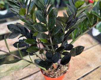 Black Raven ZZ-växt 15 cm | Zamioculcas zamiifolia 'Raven' | Black ZZ-växt | Levande krukväxt