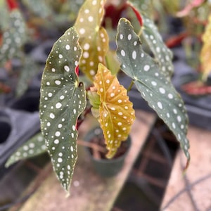 May include: A Polka Dot Begonia plant in a small black plastic pot. The plant features elongated, asymmetrical leaves with a dark green top surface, prominent white spots, and a vibrant reddish-pink underside visible on the edges.