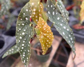 Begonia Maculata 10 cm / Begonia a pois / Pianta da interno / Begonia ad ali d'angelo / Pianta tropicale con foglie maculate