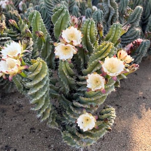 Può includere: Un cactus verde a spirale con molteplici fusti costolati dotati di spine acuminate e diversi fiori bianchi sbocciati con centri gialli. La pianta presenta un motivo di crescita ritorto unico con numerosi boccioli e fiori aperti sparsi.