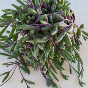 May include: A trailing succulent plant featuring numerous elongated, fleshy green leaves attached to vibrant purple stems. The plant has a dense, cascading growth habit with multiple stems extending outward from a central base, displaying a mix of deep green foliage and distinct purple coloration on the stems.