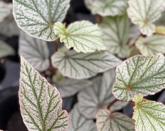 RARE Rex Begonia 'Midnight Magic' Blue Iridescent Orange fuzzy
