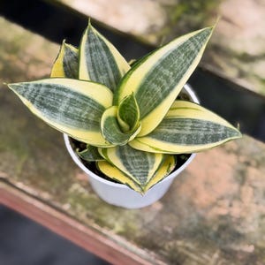 Puede incluir: Una planta Sansevieria trifasciata en una maceta de plástico blanca. Las hojas suculentas están dispuestas en forma de roseta, con una banda central verde oscuro con rayas horizontales gris verdosas, bordeadas por amplios márgenes amarillo brillante.