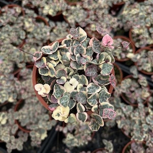 May include: A potted Ceropegia woodii variegata plant featuring small, heart-shaped leaves with a variegated pattern of green, cream, and pink hues. The plant is densely packed in a round brown plastic nursery pot, displaying a trailing growth habit.