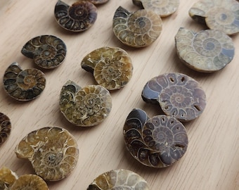 Ammonite Fossils | Choose your own pair