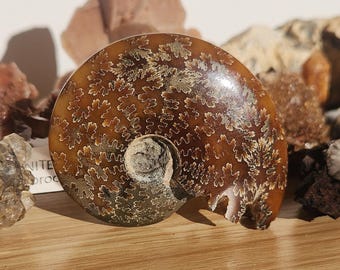 アンモナイト化石（母岩入り、片面研磨済み、3インチ以上）ju58 - Etsy