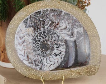 Fossile di ammonite intero in matrice / Ammonite lucidata