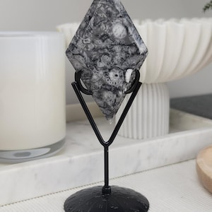 Shell Fossil in Matrix on Black Stand | Carved Rhombus Diamond Shape | Natural Fossilised Shell Decor