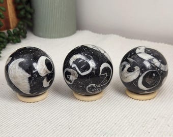 May include: Three polished spherical stones featuring a black base color with prominent white fossilized shell patterns. Each sphere is displayed resting on a small, circular, light-colored wooden stand, showcasing a smooth and glossy surface.
