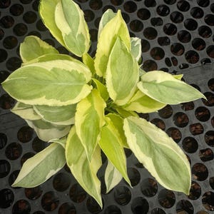 Philodendron Burlermax White Lava