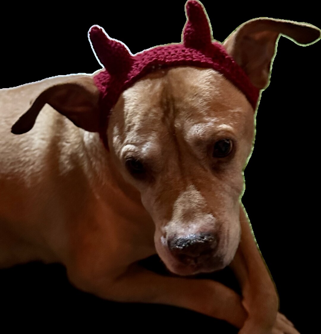 Devil Dog Hat/devil Horns/dog Costume/funny Hat/halloween Hat/crochet