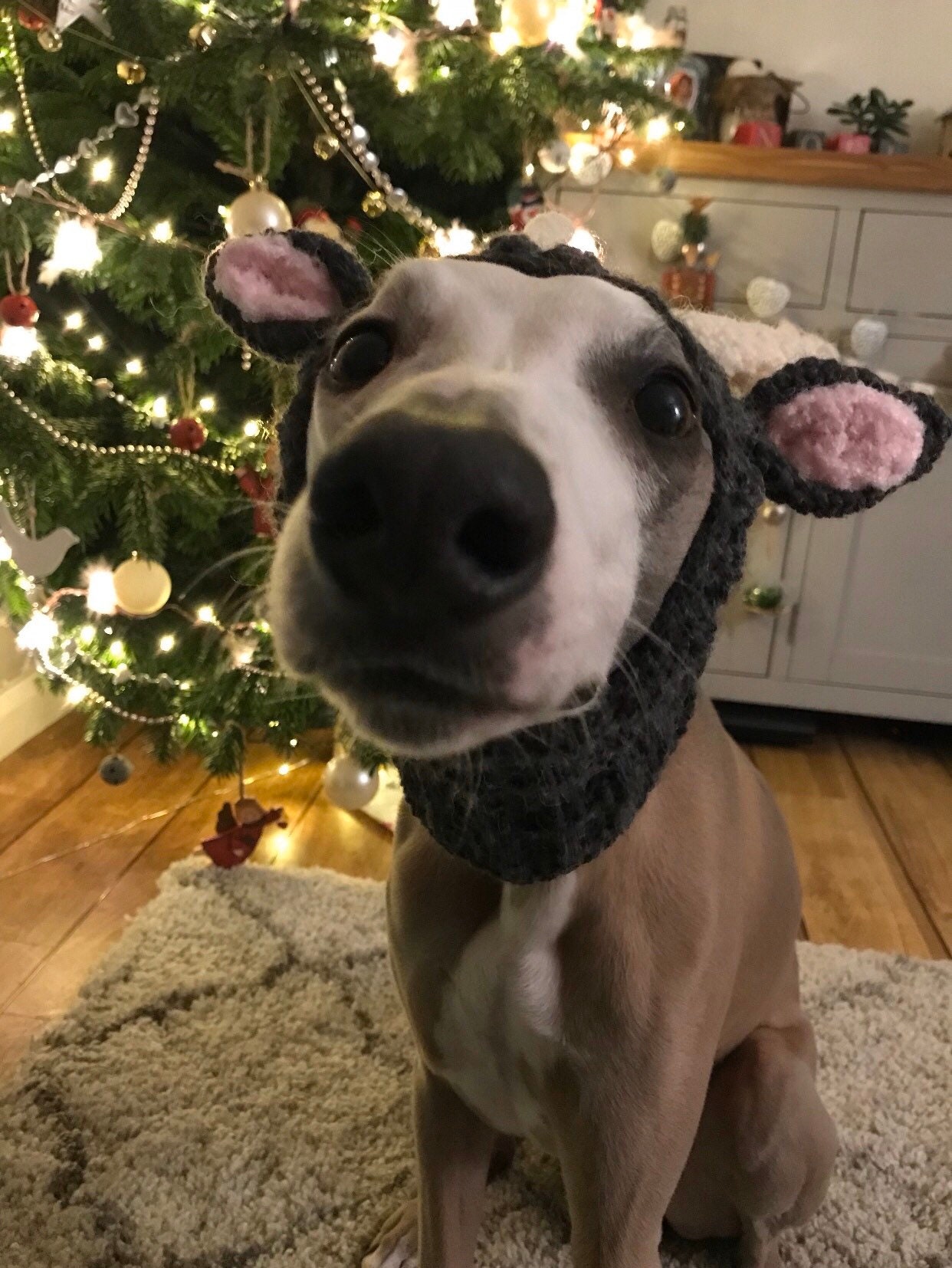 Rudolph hot sale dog costume