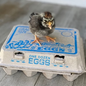 Vintage geïnspireerde eierdoos - Set van 10 - Bevat 12 eieren - 100% recyclebaar
