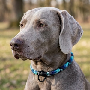 Op de afbeelding: Een Weimaraner hond met een grijze vacht en een blauw en turquoise kralen halsband. De hond kijkt naar links, met een vage achtergrond van bomen en gras. De halsband heeft een zwarte metalen ring.
