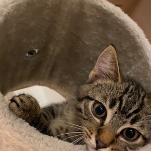 Puede incluir: Un gato atigrado con grandes ojos expresivos mira desde una cama para gatos suave y de color claro. El pelaje del gato es una mezcla de rayas marrones y grises, y sus orejas están erguidas. La cama para gatos es parte de una estructura de árbol para gatos más grande.