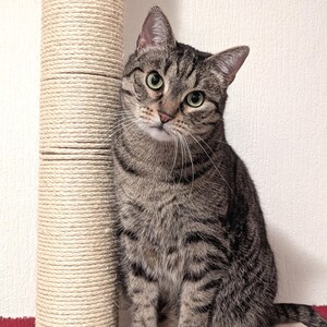 Puede incluir: Un gato atigrado con ojos verdes est&aacute; sentado en un estante de madera junto a un rascador beige. El gato tiene un pelaje rayado gris y marr&oacute;n. El fondo es una pared blanca con una base roja.