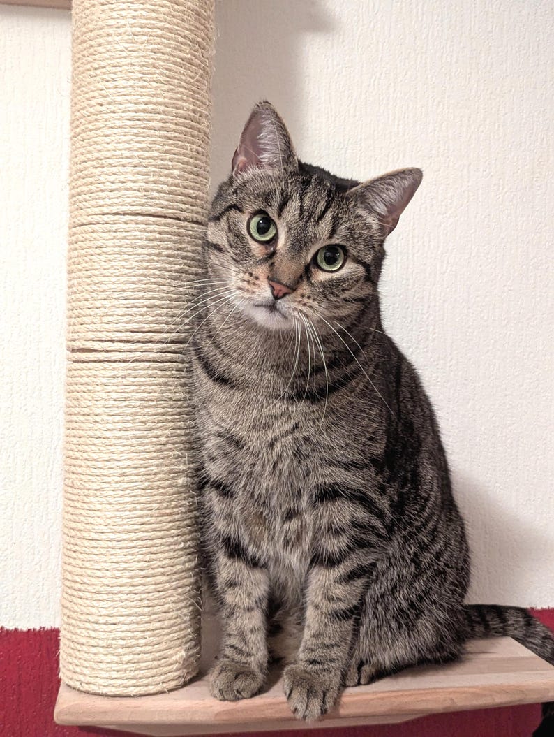 Puede incluir: Un gato atigrado con ojos verdes est&aacute; sentado en un estante de madera junto a un rascador beige. El gato tiene un pelaje rayado gris y marr&oacute;n. El fondo es una pared blanca con una base roja.